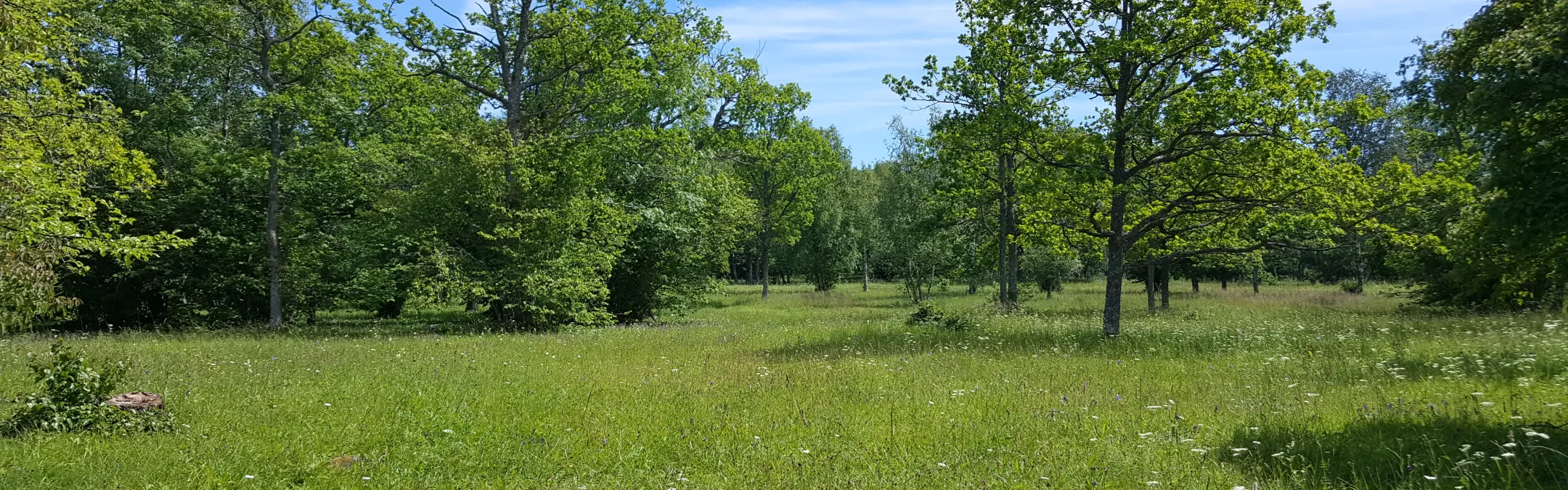 Puisniit päikeselisel päeval