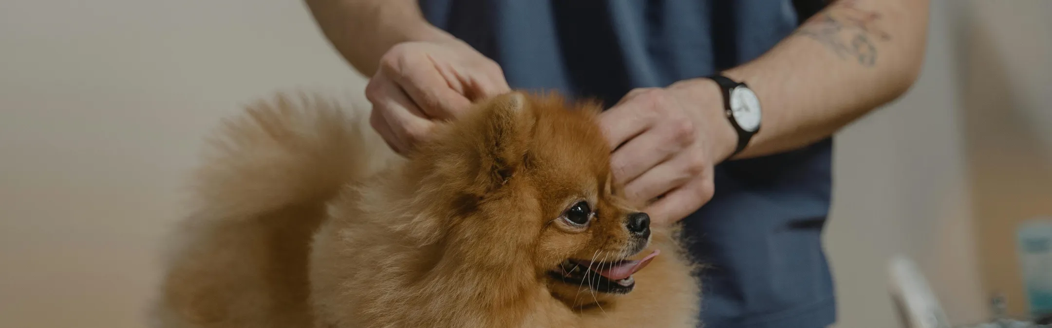Veterinaarkliinik
