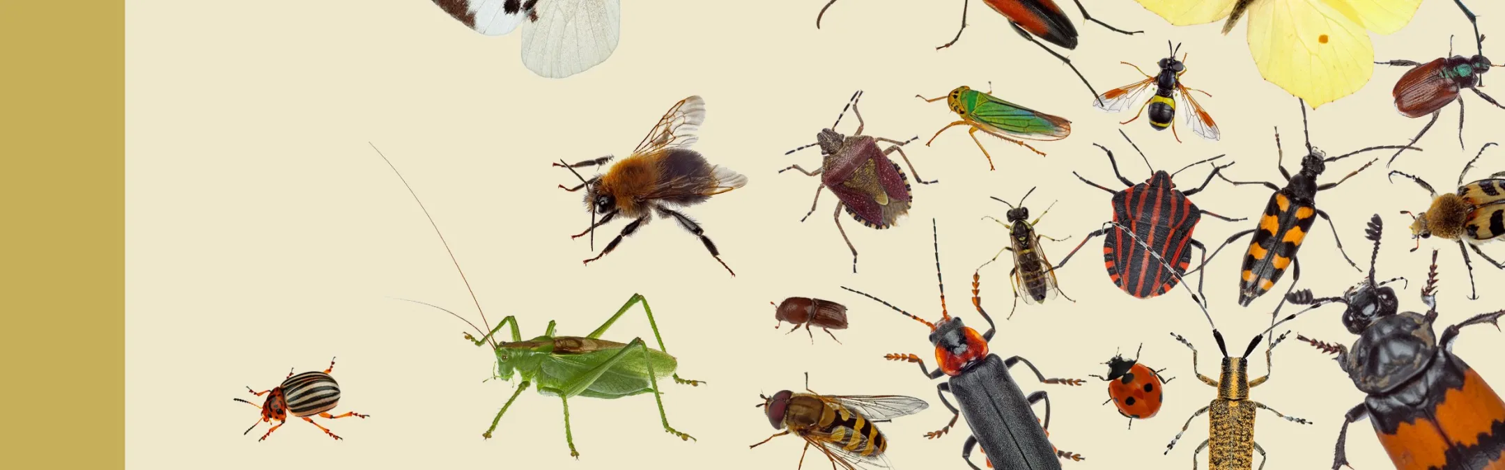 Entomoloogia