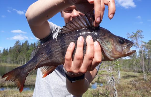 Teadlane hoiab ahvena kala käes
