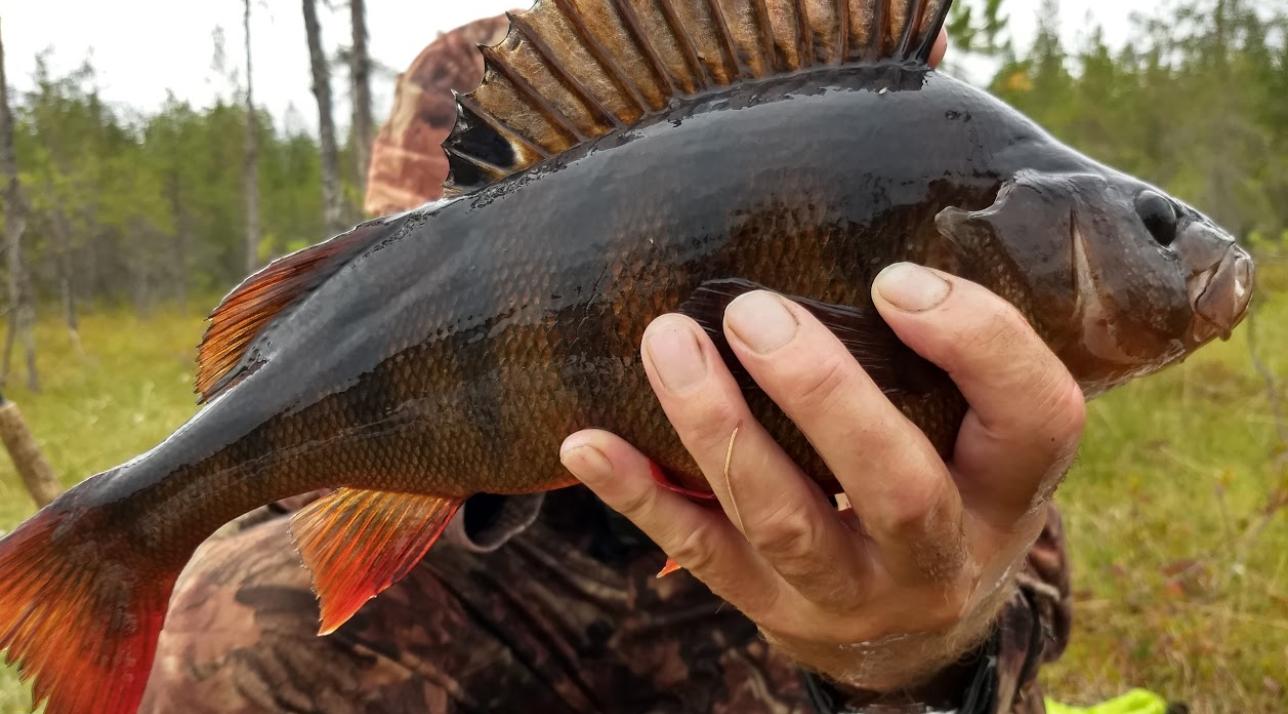 Kalamees hoiab ahvenat käes