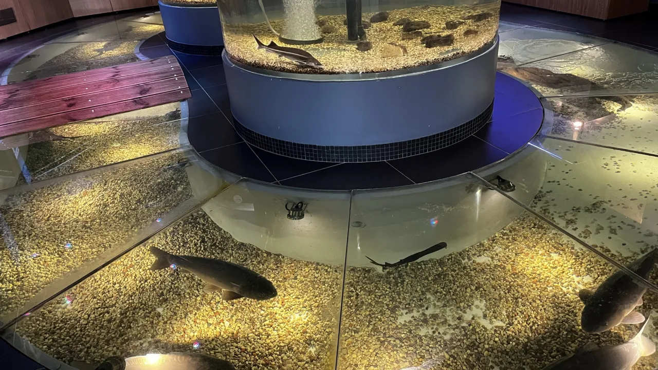 Akvaarium, kus ujuvad suuremad kalad