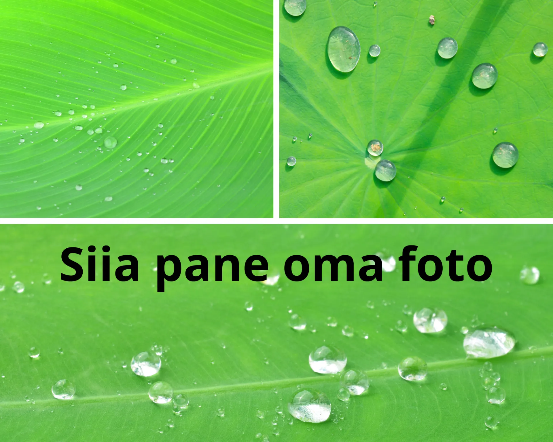 Rohelisel taustal tekst Siia pane oma foto