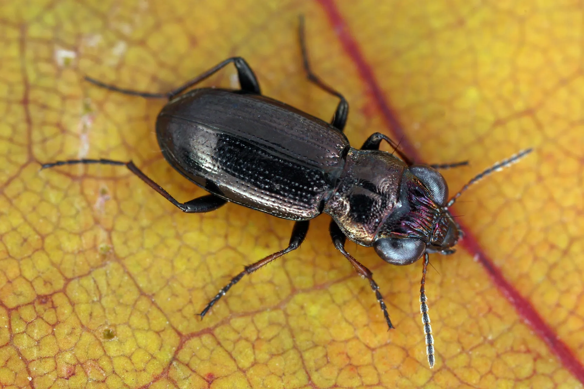 22nd European Carabidologists’ Meeting