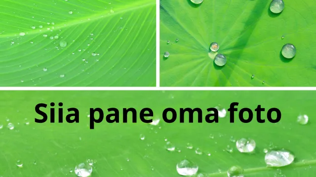 Rohelisel taustal tekst Siia pane oma foto