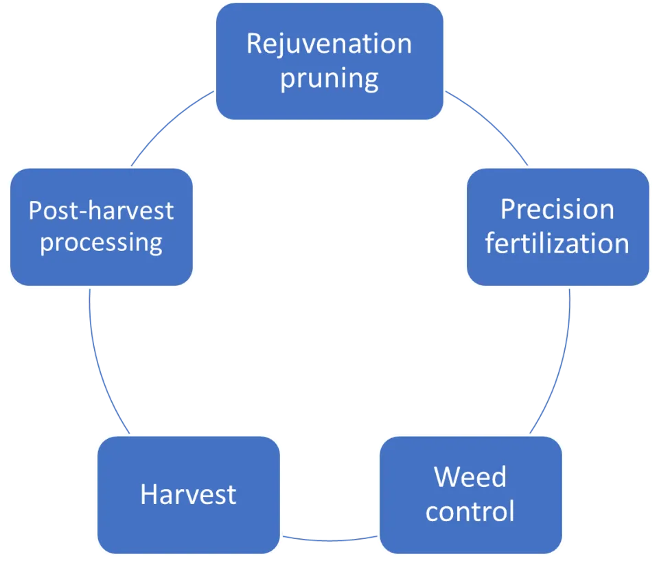 Technological steps of mechanized cultivation of cultivated blueberries