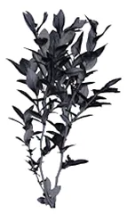 A real blueberry plant scanned using the YXLON FF35 CT scanner