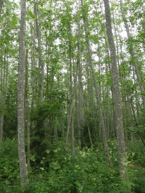 Forest in Agali