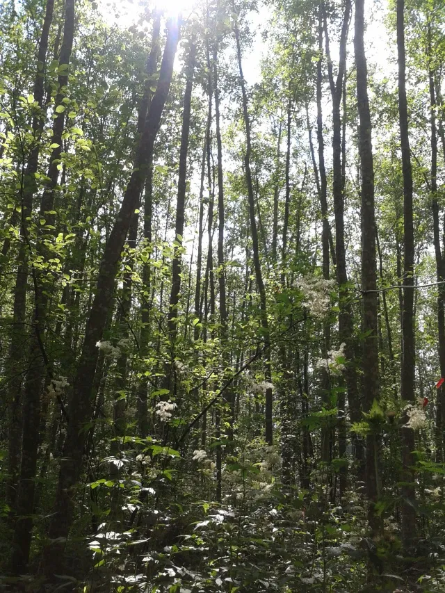 Forest in Agali