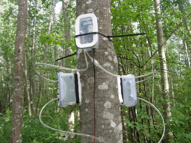 Stem gas exchange measurements