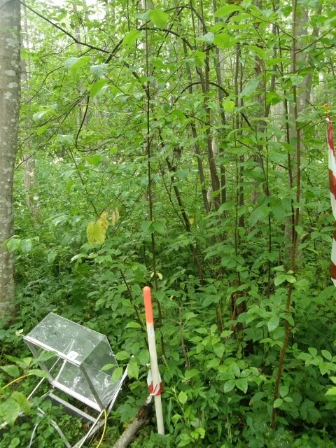 Prunus padus for photosynthesis measurements