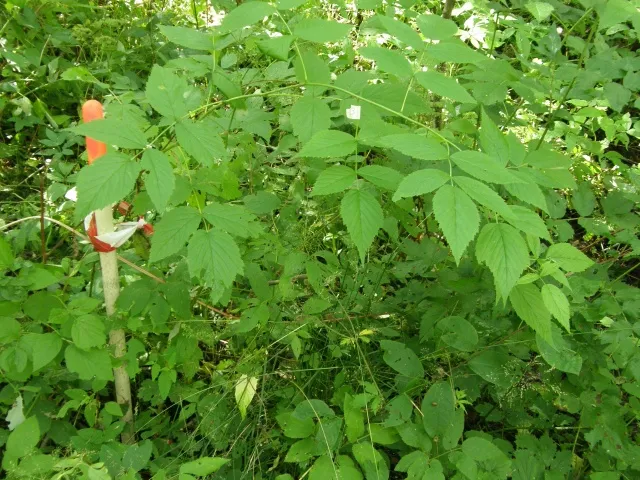 Rubus idaeus for photosynthesis measurements