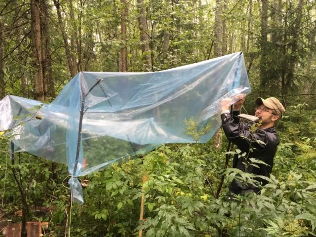 Rinaldo covers plants from rain