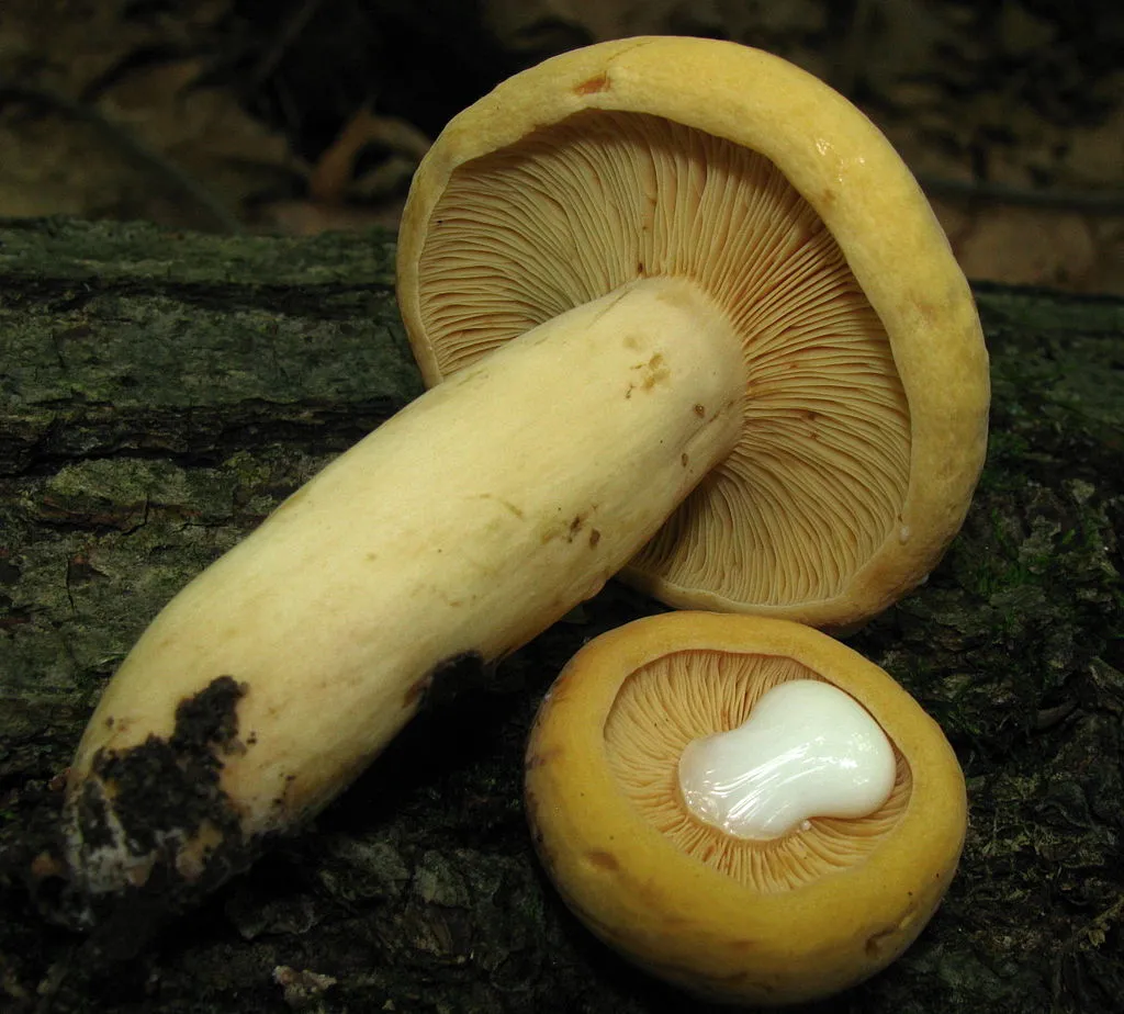 The actual white latex in Lactarius