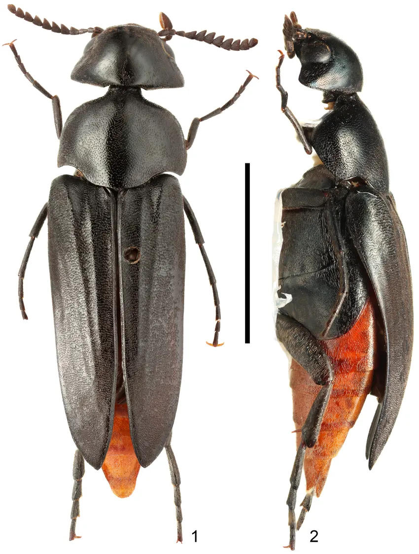 Apparently Calycina is a taxon name that is shared between fungi and insects. Here is a speciemen of Calycina horaki