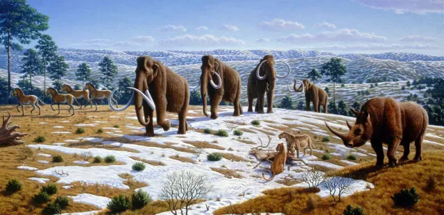 Quaternary life in Spain